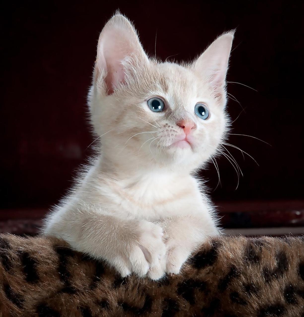 บาลลีน่า โฮมสตีด โมเต็ล บัลลินา ภายนอก รูปภาพ